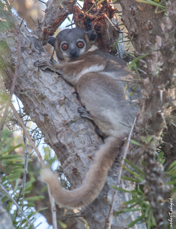 madagascar 2013